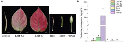 AcMYB1 Interacts With AcbHLH1 to Regulate Anthocyanin Biosynthesis in Aglaonema commutatum